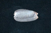 藏品(寡婦榧螺)的圖片